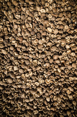 mushroom background texture