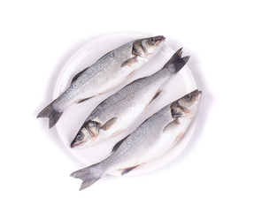 fresh seabass fish