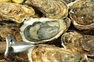 bourriche d'huîtres