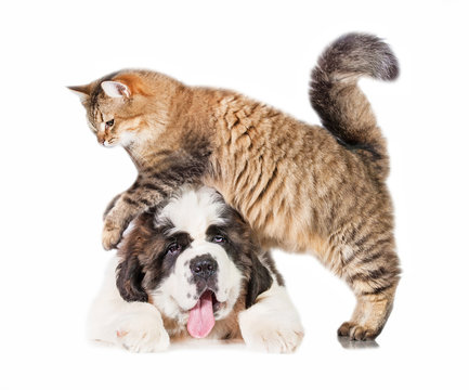 Funny tabby cat jumping over a saint bernard puppy