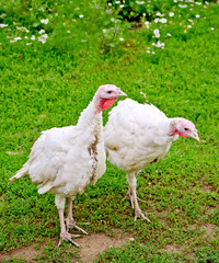 Turkey white on grass background