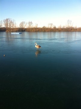 Skating Swan At Lake Königsdorf