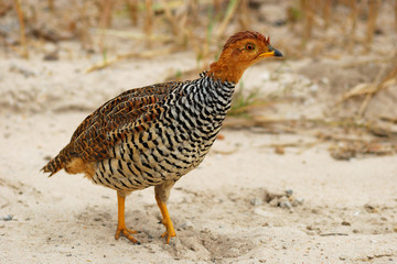Coqui francolin (male)