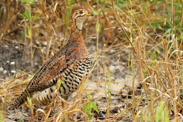 Coqui francolin (female)
