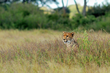 Fototapeta na wymiar Cheetah in the tall grass