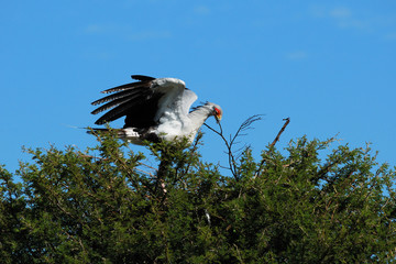 Secretary bird making its nest