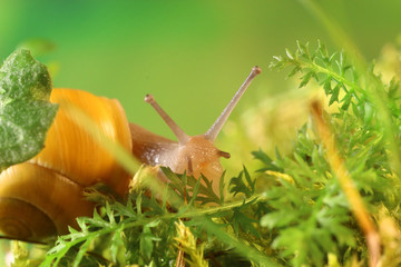 Cepaea hortensis - garden snail