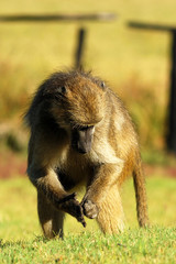 Baboon