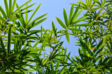 Green bamboo leaves