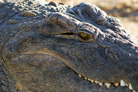 Crocodile eye close-up