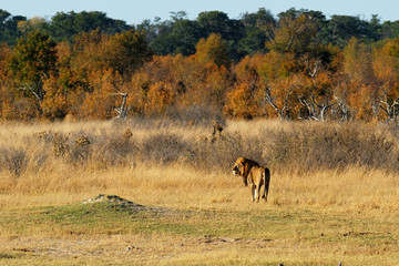 Lion in the plain