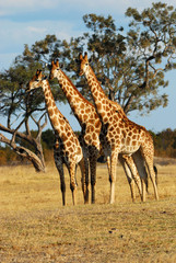 Three giraffes