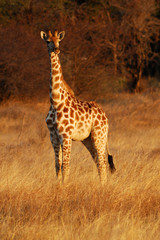 Obraz na płótnie Canvas Young giraffe