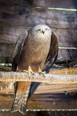Aigle royal