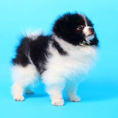 Obraz premium Spitz puppy