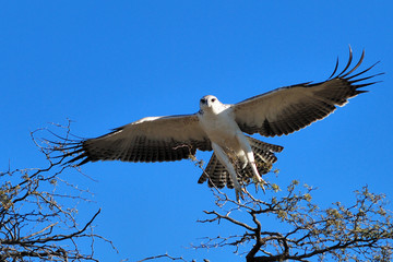 Juvenile martial eagle in flight