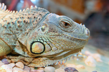 Iguana