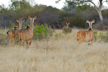 Kudus watching each other