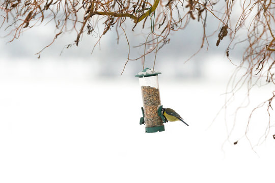 Oiseau m&eacute;sange &agrave; la mangeoire