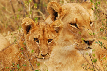 Lion cub and lioness