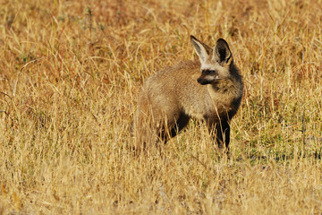 Bat-eared fox