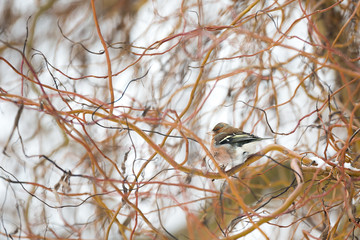 Oiseau pinson dans l'arbre en hiver
