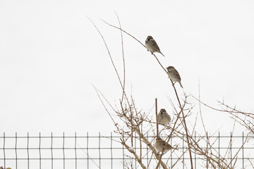 Oiseau moineaux sur une branche