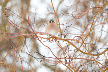 Oiseau pinson des arbres en hiver