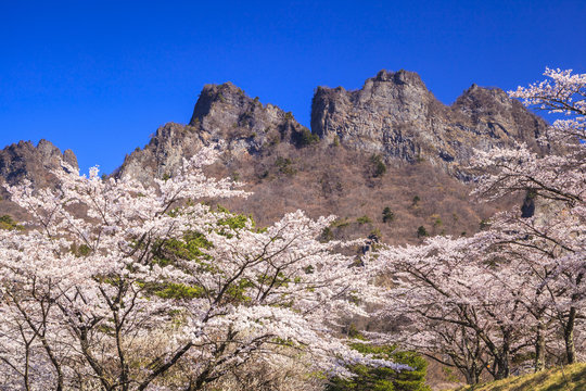 Cherry tree and Mt. Myogi, Gunma, Japan