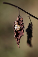 Schnecke im Schutz eines verwelkten Blattes