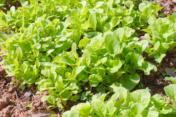 Fresh leafy garden greens