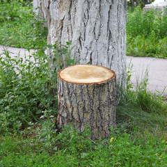 Fototapeta premium Stub in the park