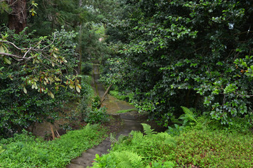 Pathway in botanical garden Georgia Batumi
