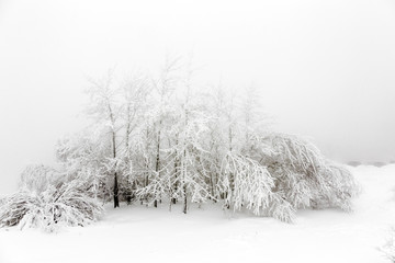 Pine trees in the snow in front of a blizzard