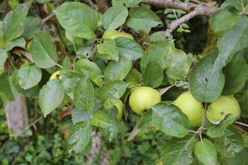 Pommes