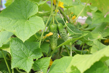 Growing cucumbers
