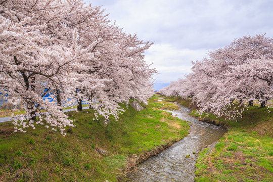 Cherry blossoms and stream