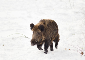 Wild boar on snow