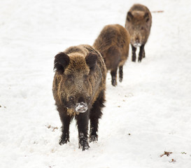 Wild boars on snow