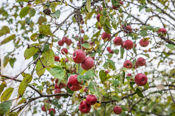 apple tree in Chernobyl Nuclear Power Plant Zone of Alienation