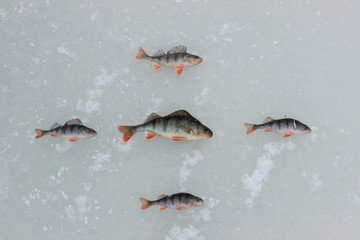 winter fish