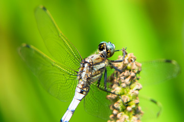 Orthetrum albistylum speciosum, dragonfly