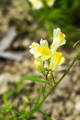 Toadflax, Linaria vulgaris, Scrophulariaceae