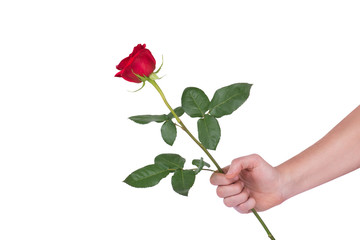 red rose flower in hand men isolated with clipping path