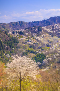 陸郷桜仙峡 Photos Royalty Free Images Graphics Vectors Videos Adobe Stock 陸郷桜仙峡 Photos Royalty Free Images Graphics Vectors Videos Adobe Stock