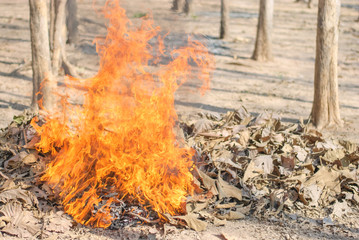 Burning Dry Leaf
