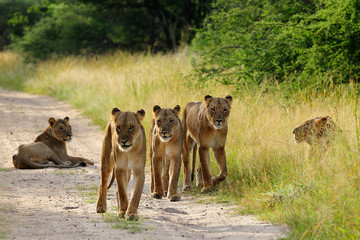Pride of lions on the road