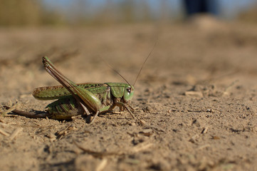 Кузнечик