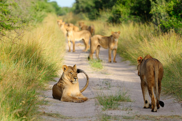 Pride of lions on the road
