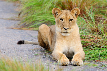 Young lioness retsing on the road